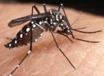 virus zika